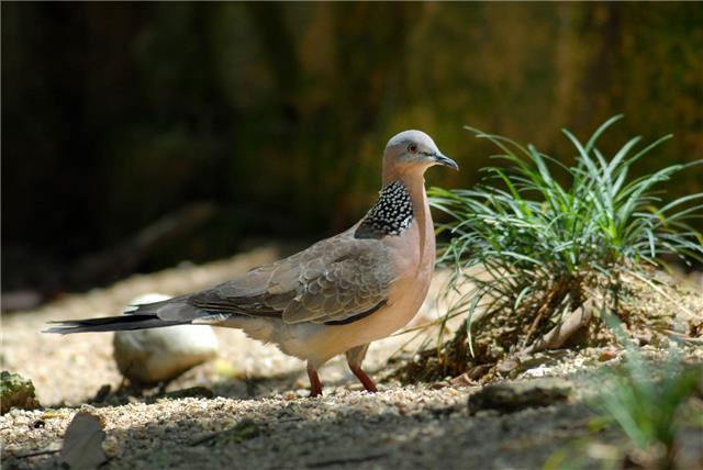 珠頸斑鳩